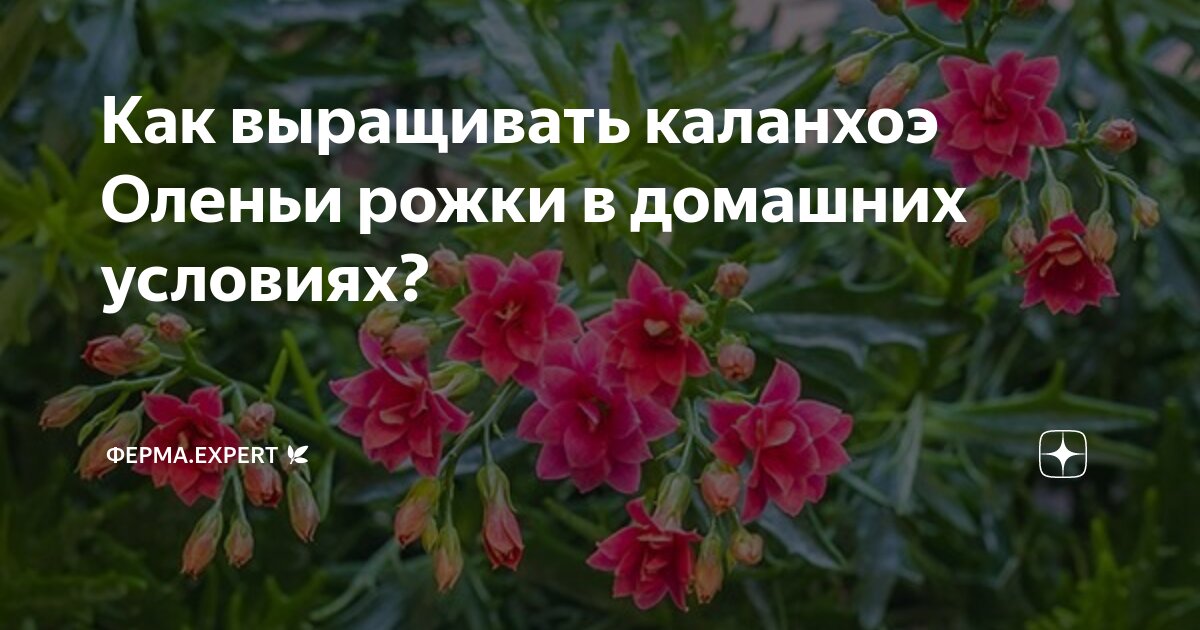 Как выращивать каланхоэ Оленьи рожки в домашних условиях? | aqua-designs.ru 🌿 | Дзен