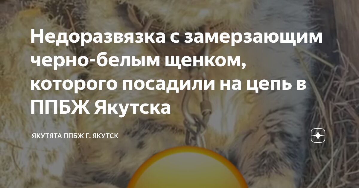 Недоразвязка с замерзающим черно-белым щенком, которого посадили на ...