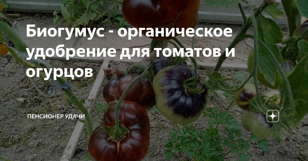 Биогумус - органическое удобрение для томатов и огурцов | Пенсионер ...