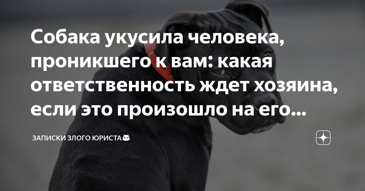 «Она же домашняя!»: что делать, если вас укусила чужая собака?