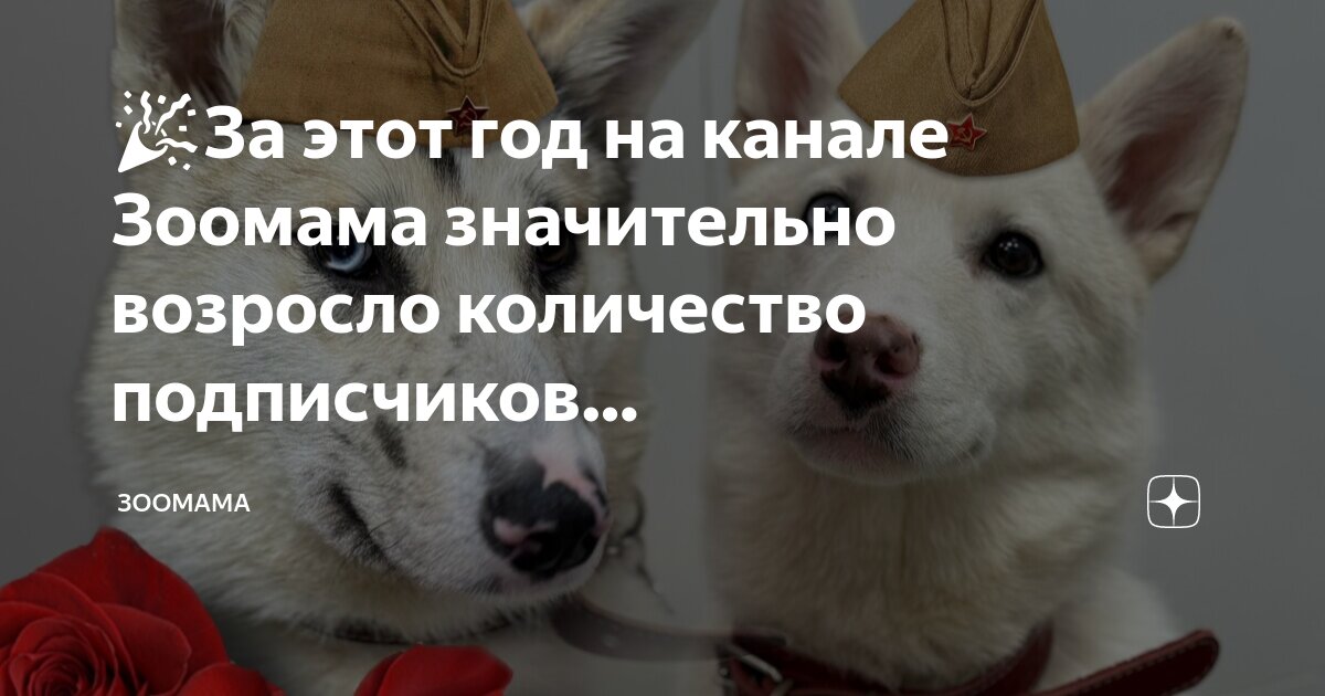 Зоомамы. Зоомама. Зоомама курск фото. Зоомама ютуб. Зоомамы.