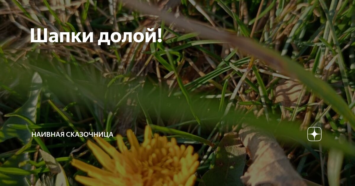 Шапки долой! | Наивная сказочница | Дзен
