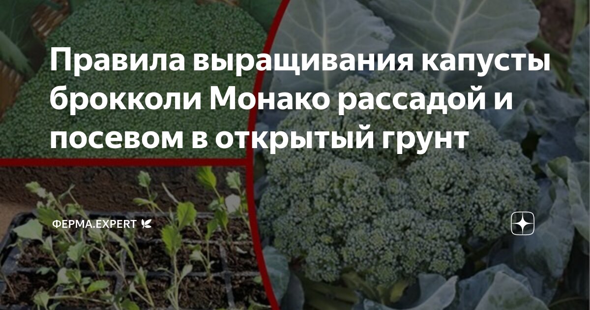 Садовый Мир » Как выращивать белокочанную капусту у себя на огороде