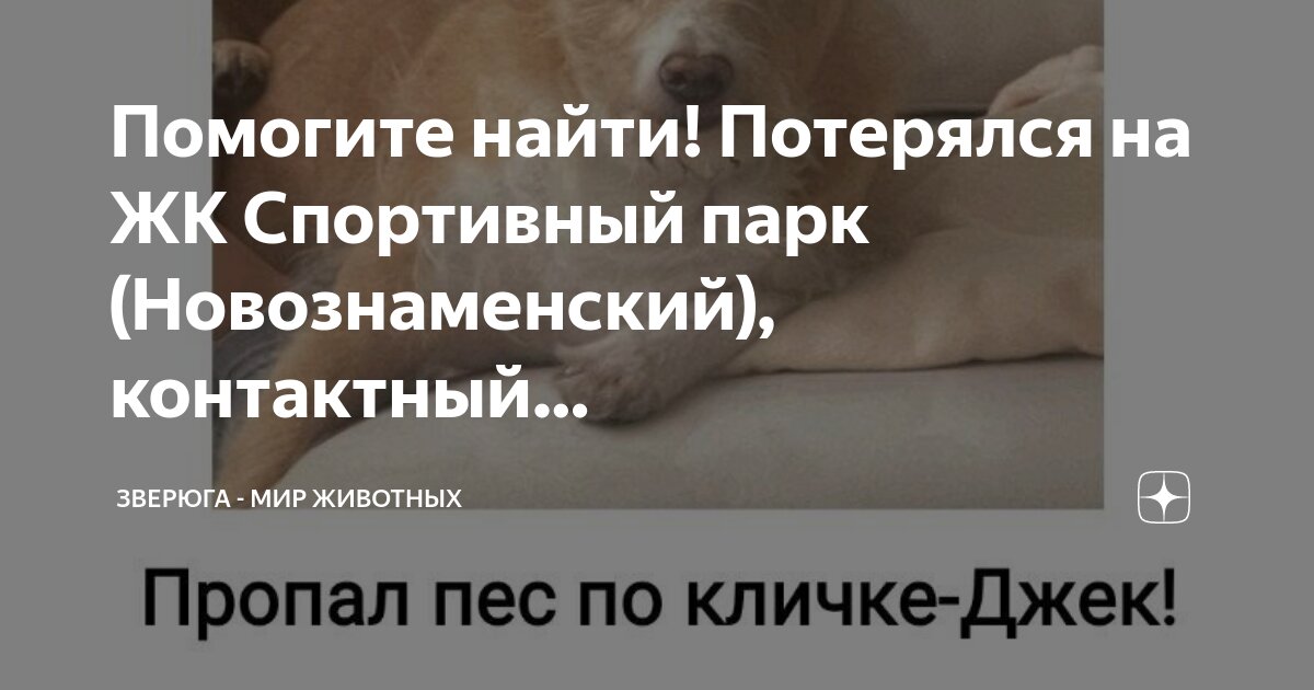 Потеряны найдены животные