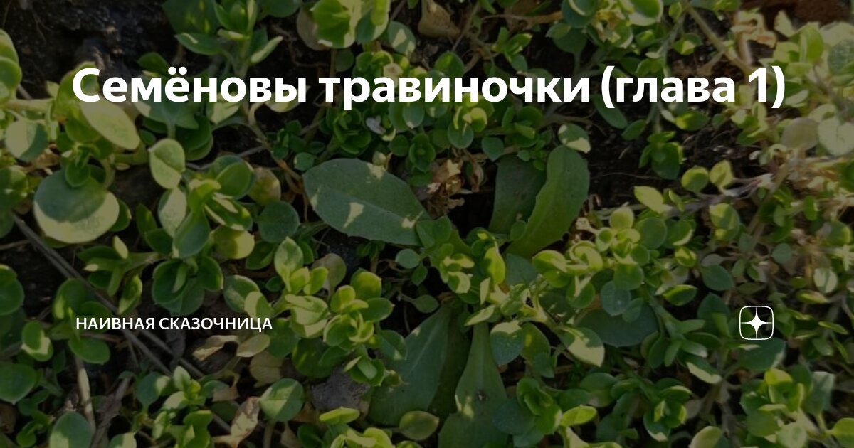 Семёновы травиночки (глава 1) | Наивная сказочница | Дзен