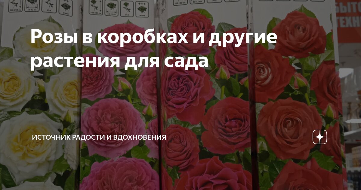 Розы в коробках и другие растения для сада | Источник радости и ...