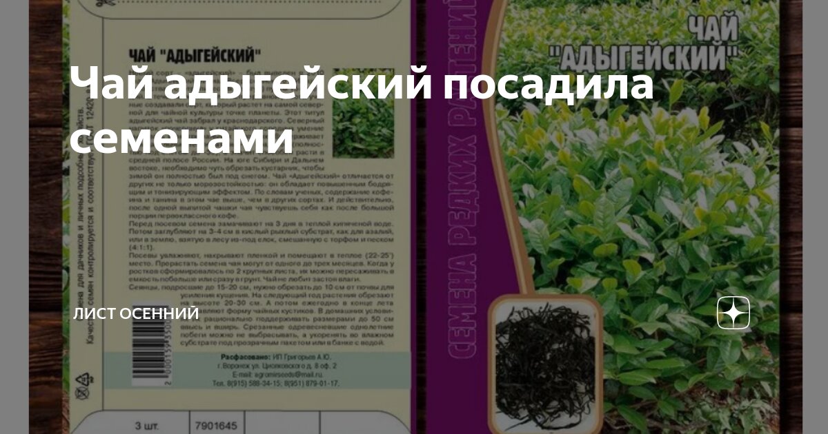 Чай адыгейский посадила семенами | Лист осенний | Дзен
