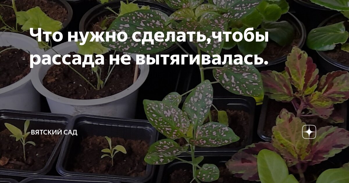 Что нужно сделать,чтобы рассада не вытягивалась. | Вятский сад | Дзен
