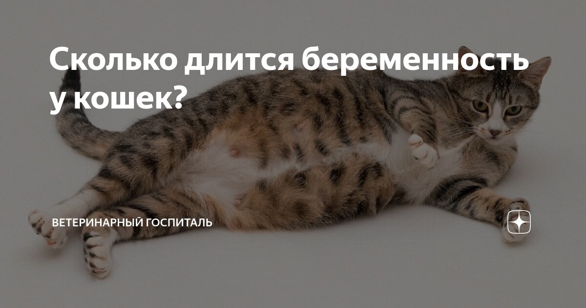 Сколько длится беременность у кошек? | Ветеринарный госпиталь | Дзен