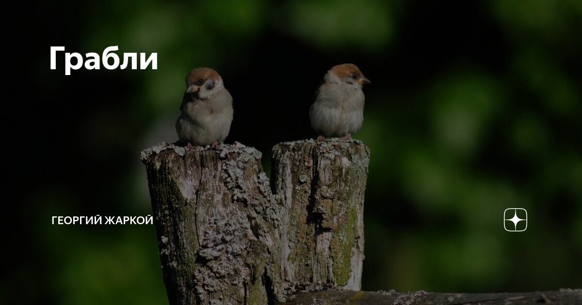 Грабли | Георгий Жаркой | Дзен