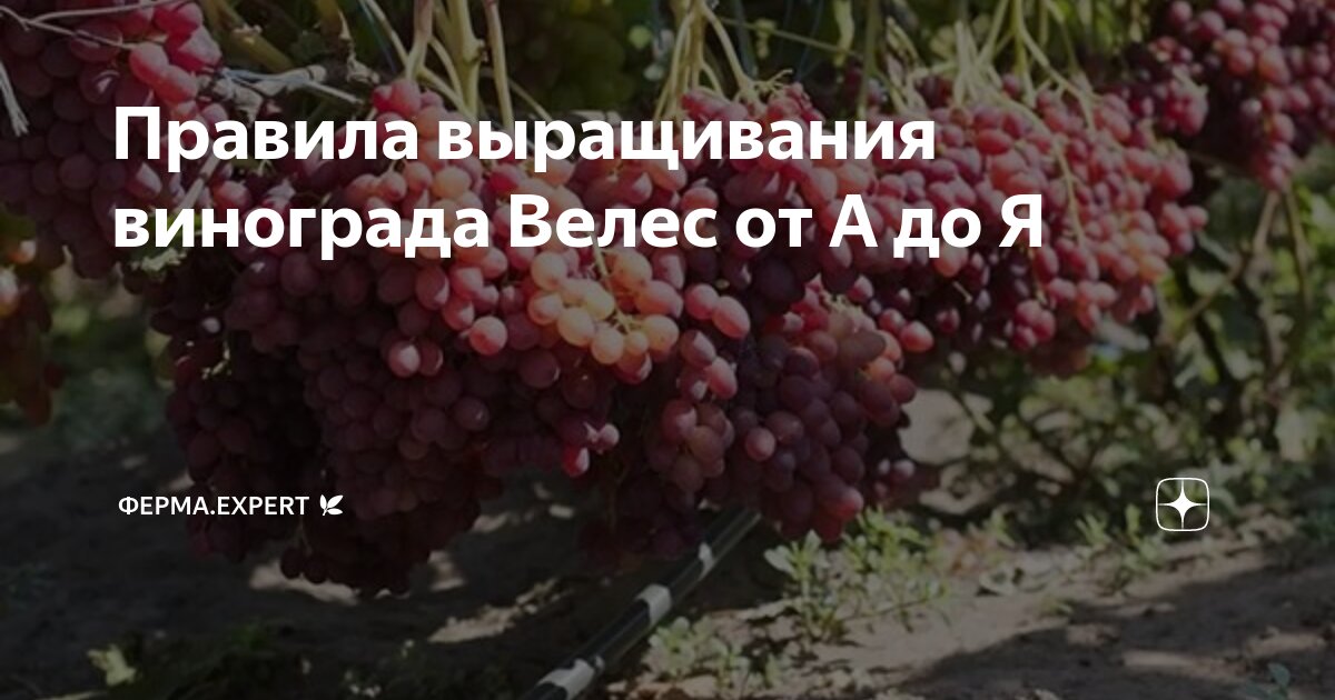 Виноград Долгожданный описание сорта, фото, отзывы в Подмосковье