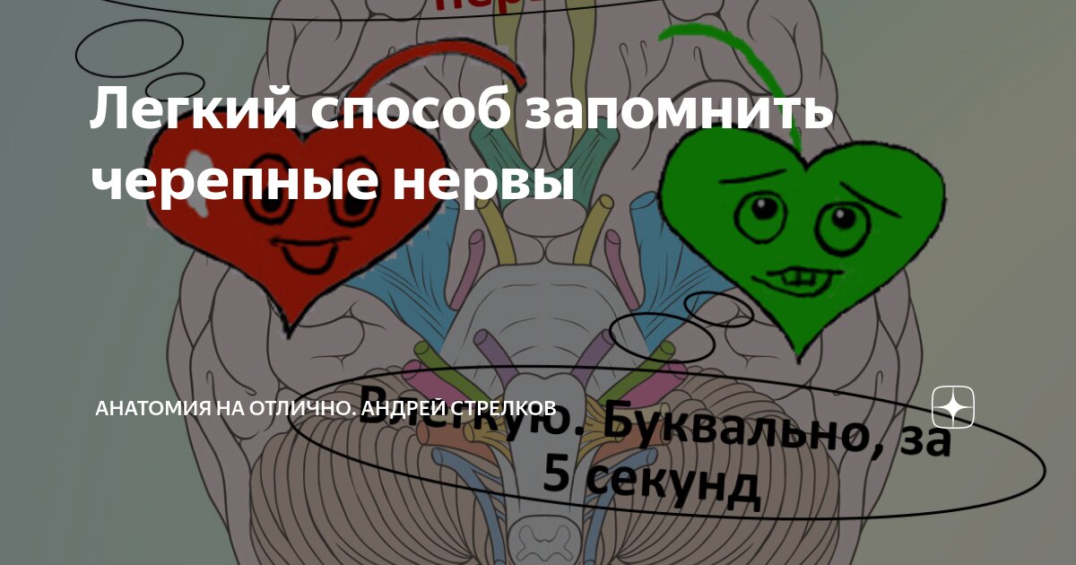 Ответы resses.ru: К будущим медикам вопрос,Вам пригодатся этот стих про нервы??))