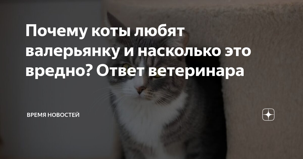 Почему кошки любят валерьянку | Hill's Pet