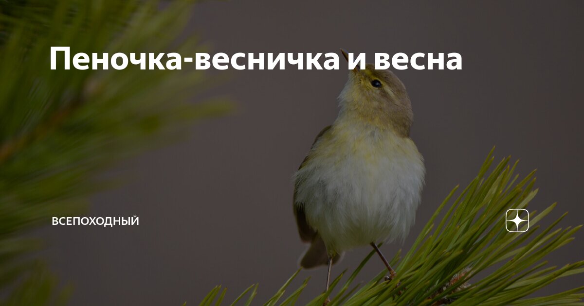 Пеночка-весничка и весна | ВСЕПОХОДНЫЙ | Дзен