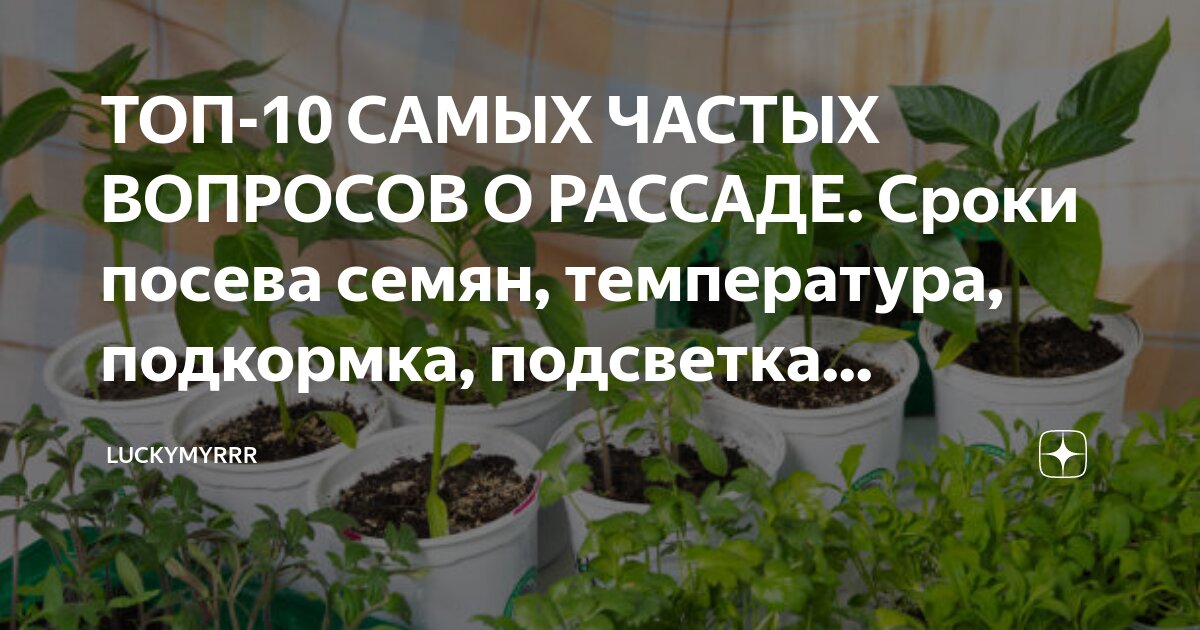Базилик ростки. Базилик рассада. Базилик всходы. Посев базилика на рассаду. Базилик гурман гвоздичный описание.