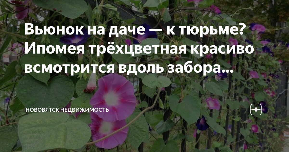 Как отличить ипомею трехцветную от других. Как отличить ипомею трехцветную от других