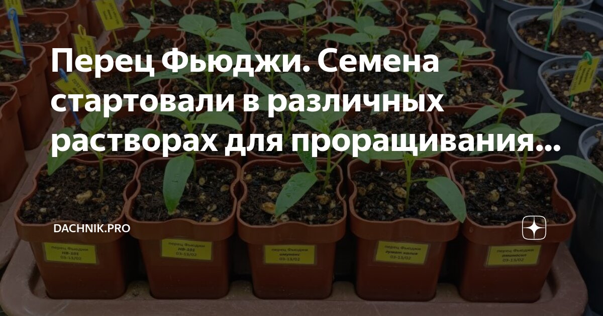 прорастание семян перца. как быстро прорастить болгарский перец семена. как быстро прорастить болгарский перец семена. прорастить семена перца в ватных дисках. пророст семян перцев.