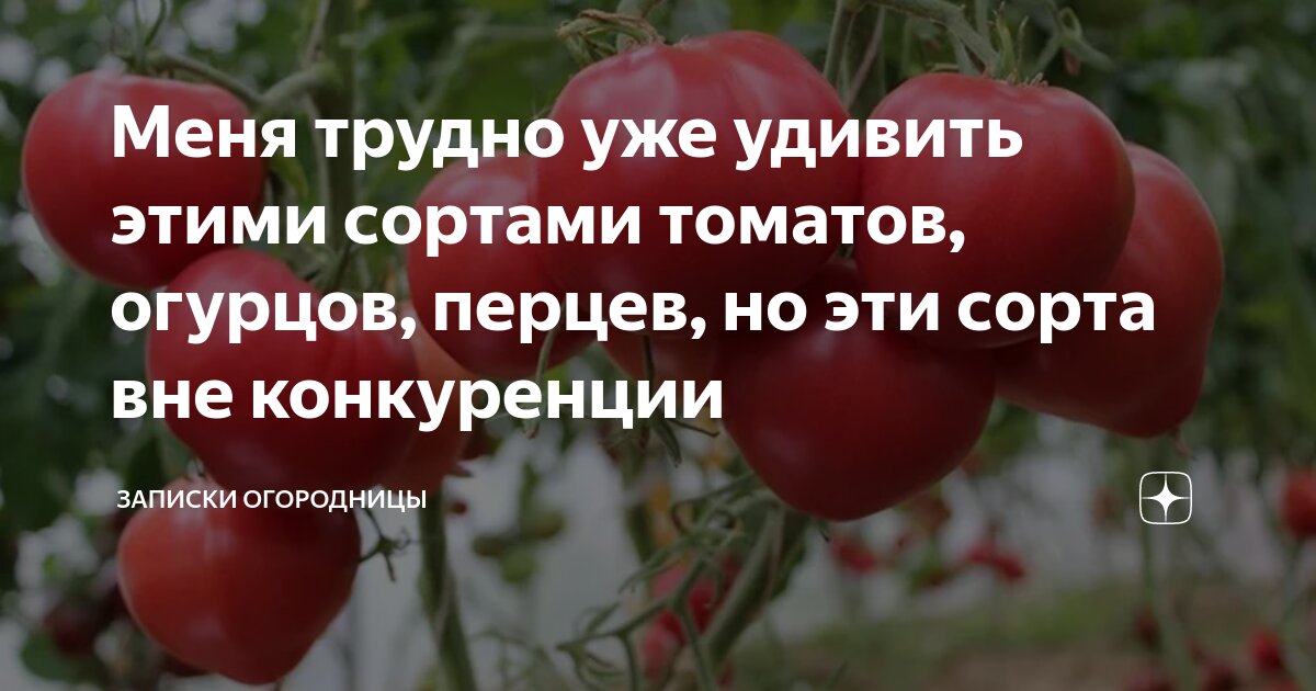 красный огурец. помидоры минибел. сорт томатов жигало. помидоры и зелень. помидоры сорт огурцы.