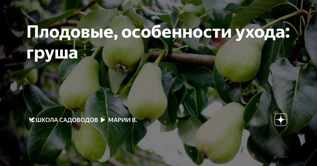 Особенности сорта