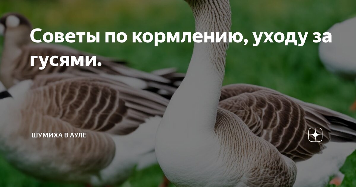 Как правильно содержать и кормить гусят в домашних условиях