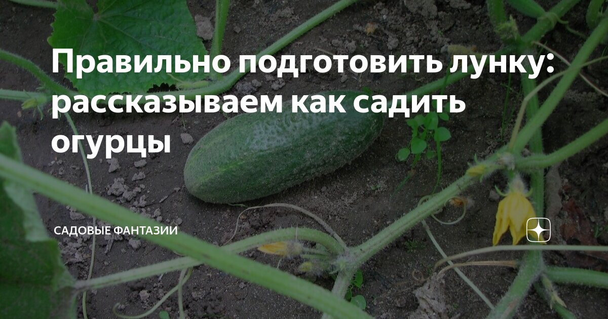 Когда сажать огурцы в 2024. Посадка огурцов в теплице из поликарбоната. Высадка рассады огурцов в открытый грунт в мае. Подвязать огурцы в теплице. Когда сажать огурцы в 2024.