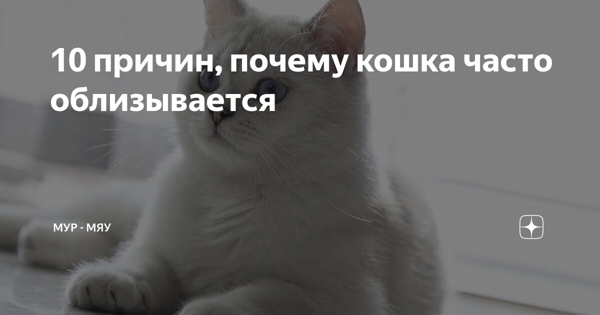 Зачем кошки вылизываются?