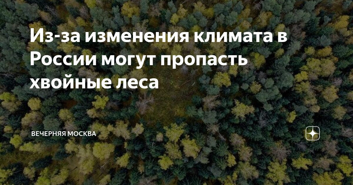 Читать онлайн «Путеводитель по грибным местам. Хвойные леса», Михаил Вишневский – ЛитРес