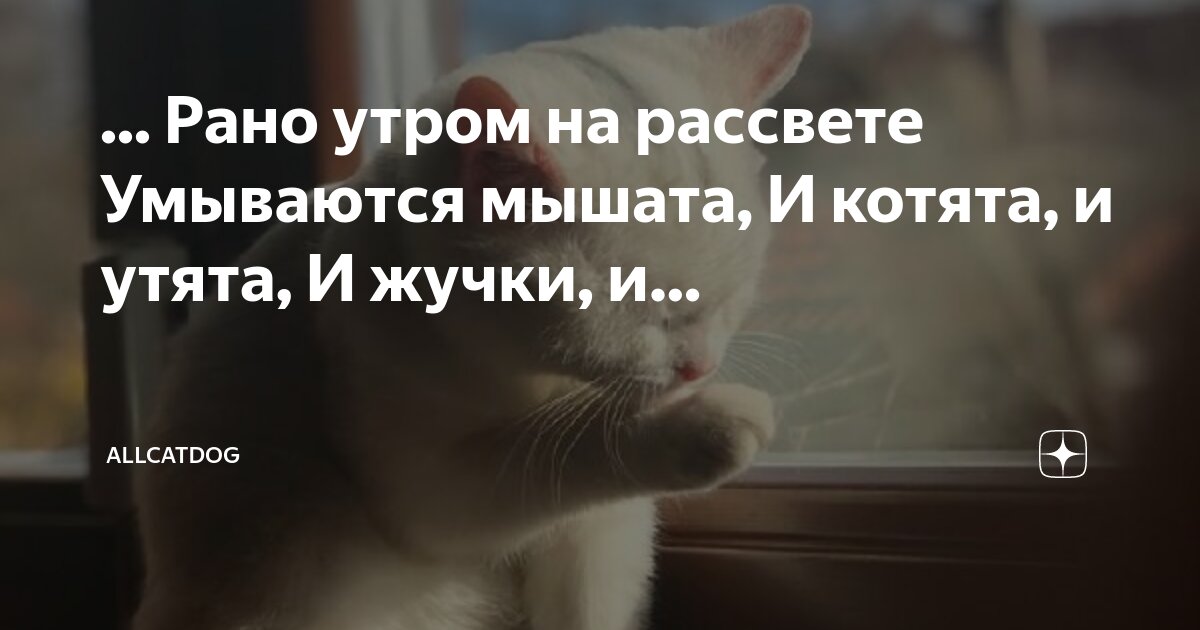 Рано утром на рассвете принесли постановление. Рано рано по утру умываются котята. Стихи о счастье и радости жизни. Однажды на рассвете утром рано мне в дверь тихонько кто-то постучал. Рассвет на реке.