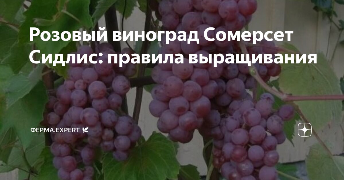Регулярный полив и питание для стабильного развития