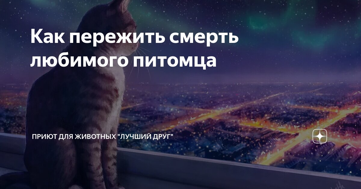 Как пережить смерть любимого питомца | Приют для животных "Лучший друг ...