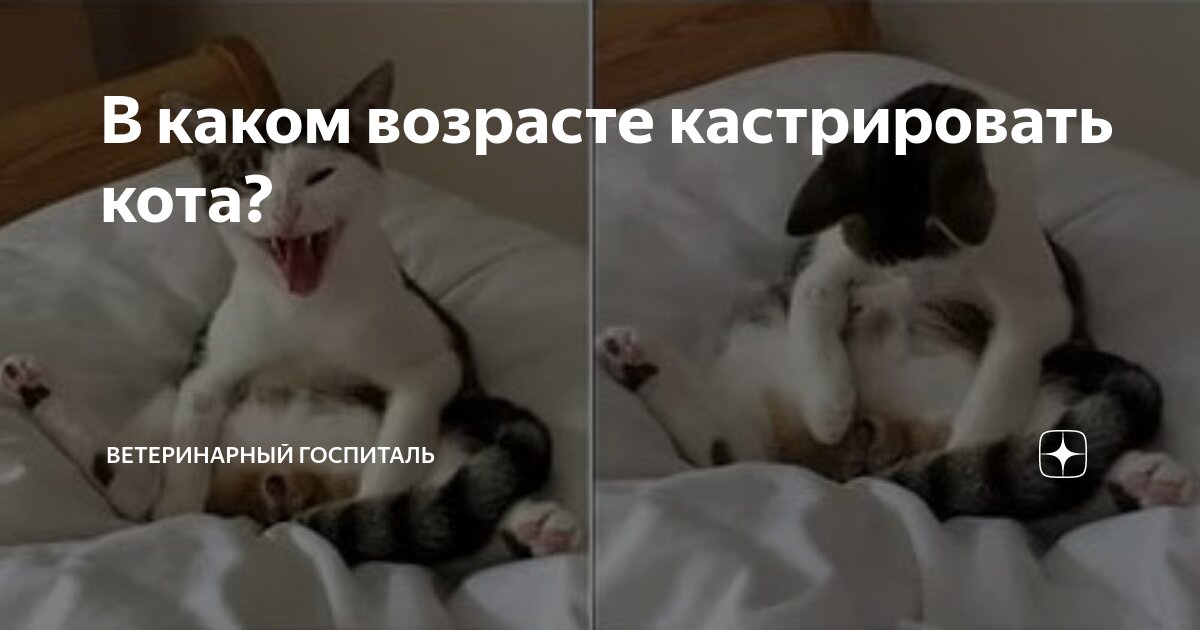 В каком возрасте кастрировать кота? | Ветеринарный госпиталь | Дзен