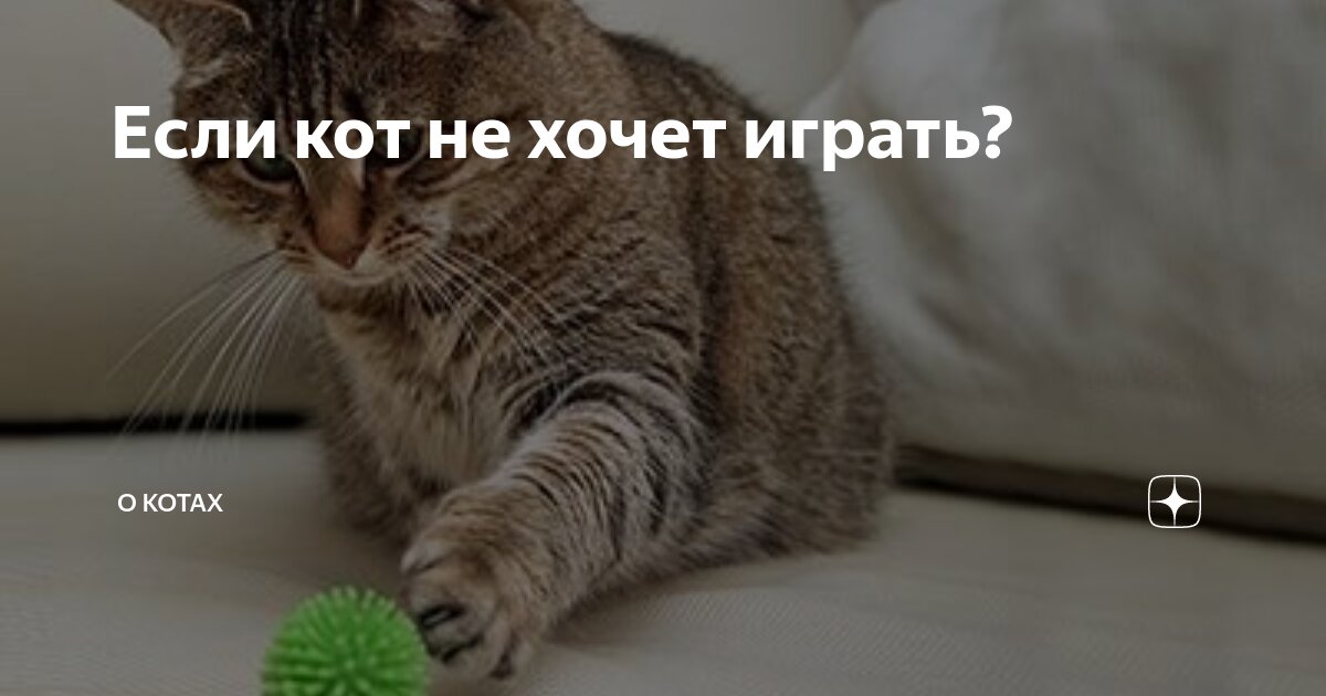 Кошка не дает спать по ночам — что делать? | Royal Canin