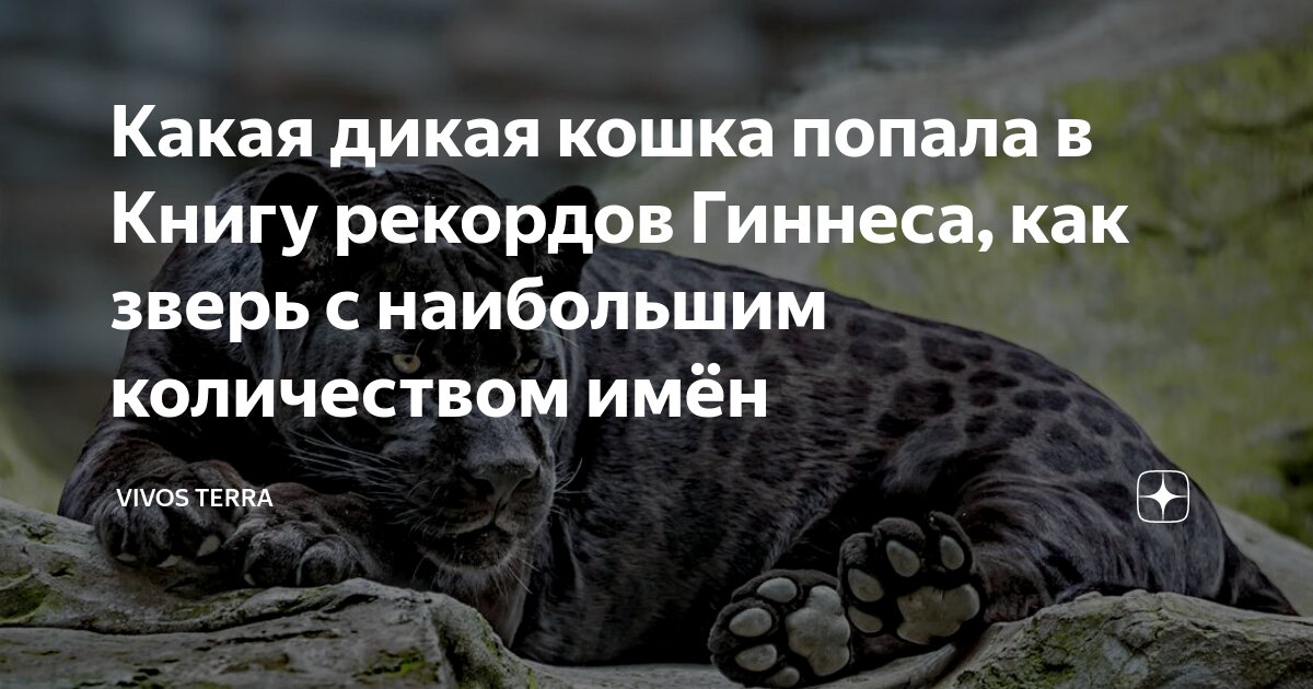 самая старая кошка в мире книга рекордов гиннеса
