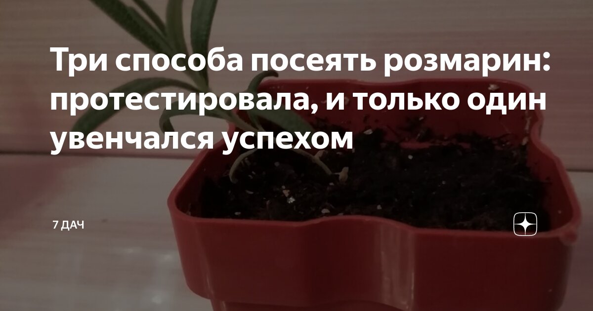 Всходы розмарина. Как сеять розмарин на рассаду. Как сеять розмарин на рассаду. Как сеять розмарин на рассаду. Всходы розмарина.