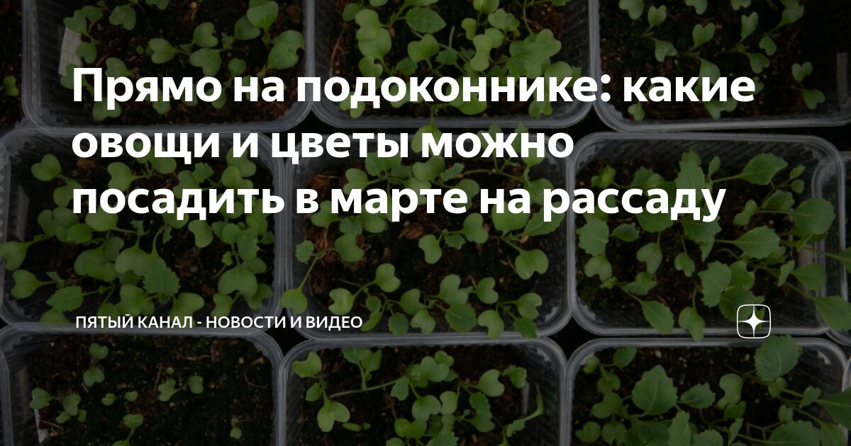 Какие цветы посадить в марте на рассаду. Какие цветы посадить в марте на рассаду