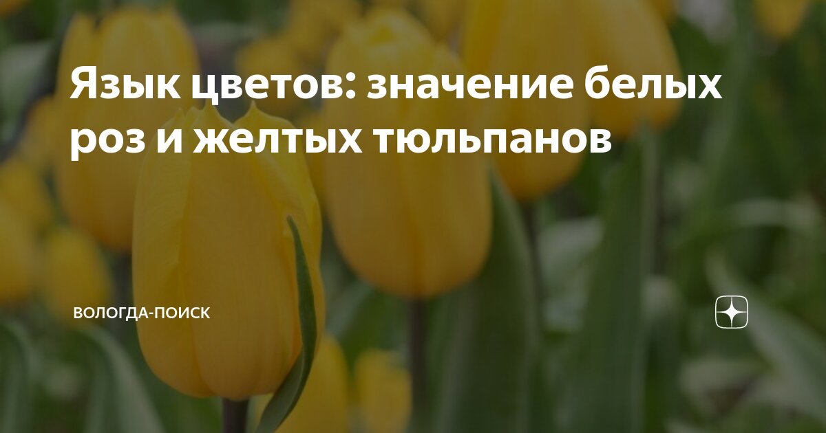 Белые тюльпаны желтые тюльпаны все идет по плану