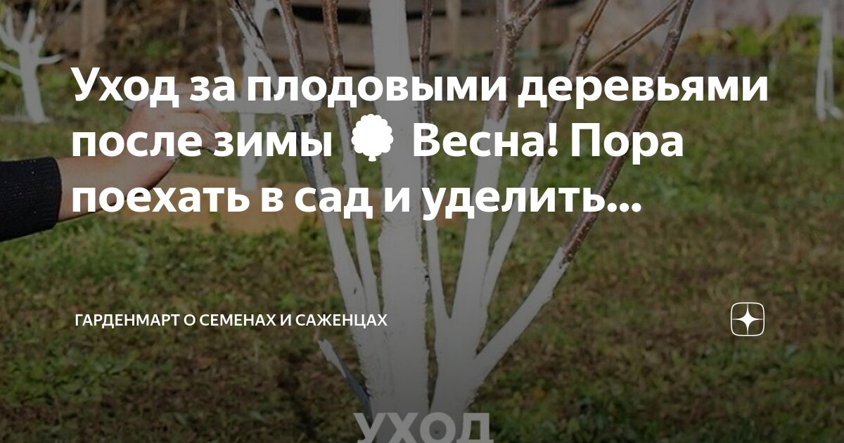 Гарденмарт саженцы на весну