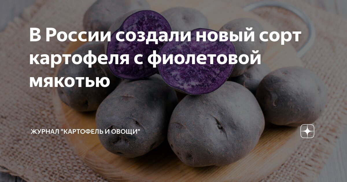 В России создали новый сорт картофеля с фиолетовой мякотью | Журнал ...