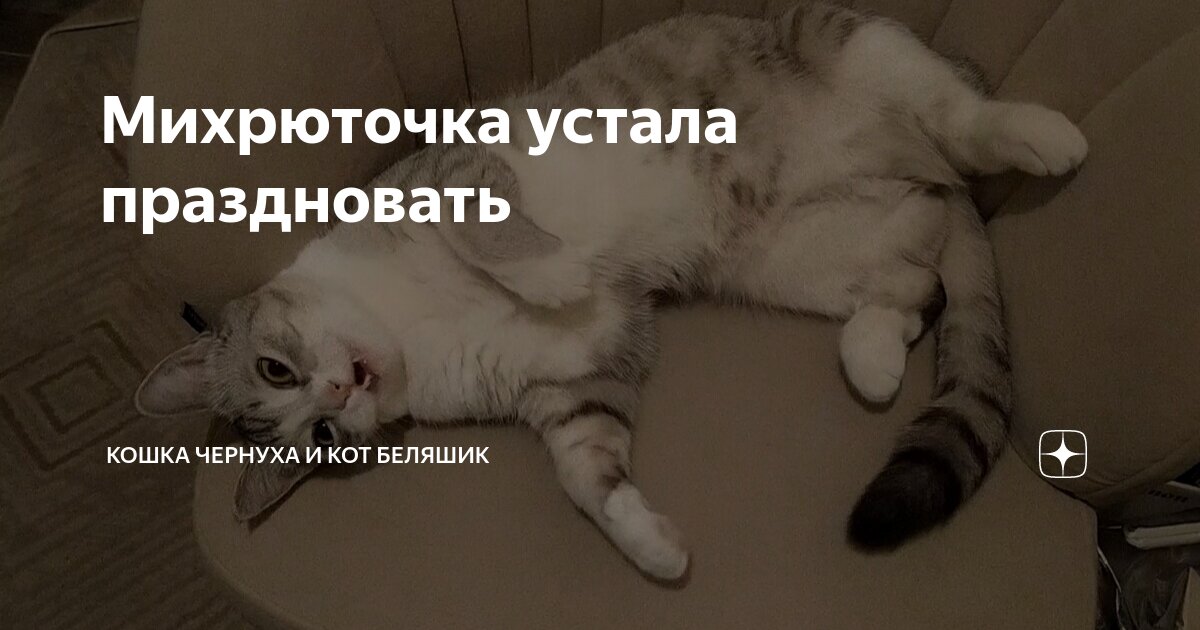 Котики устали песня