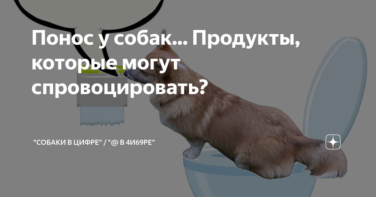 Понос у собак... Продукты, которые могут спровоцировать? | Мобильное ...
