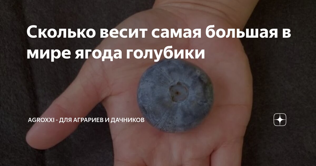Сколько весит самая большая в мире ягода голубики | АgroXXI - для ...