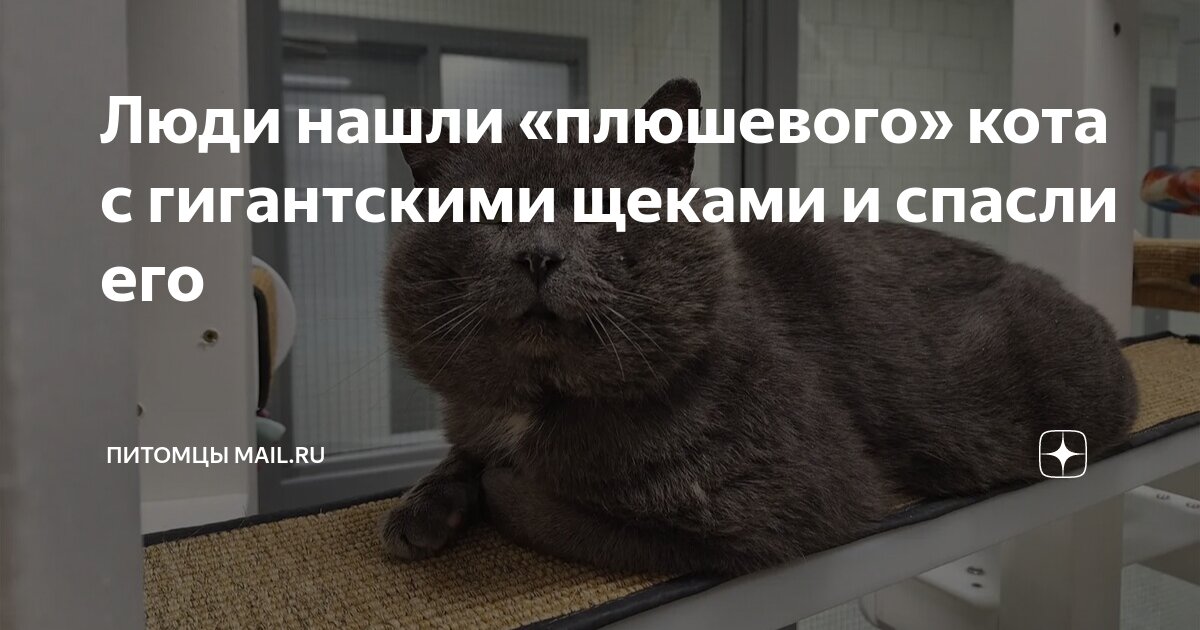Люди нашли «плюшевого» кота с гигантскими щеками и спасли его | Питомцы ...