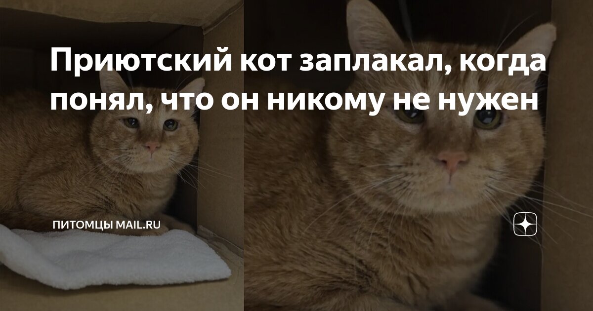 «Памагити»: котик попал в любящие детские руки, но еще не понял своего счастья