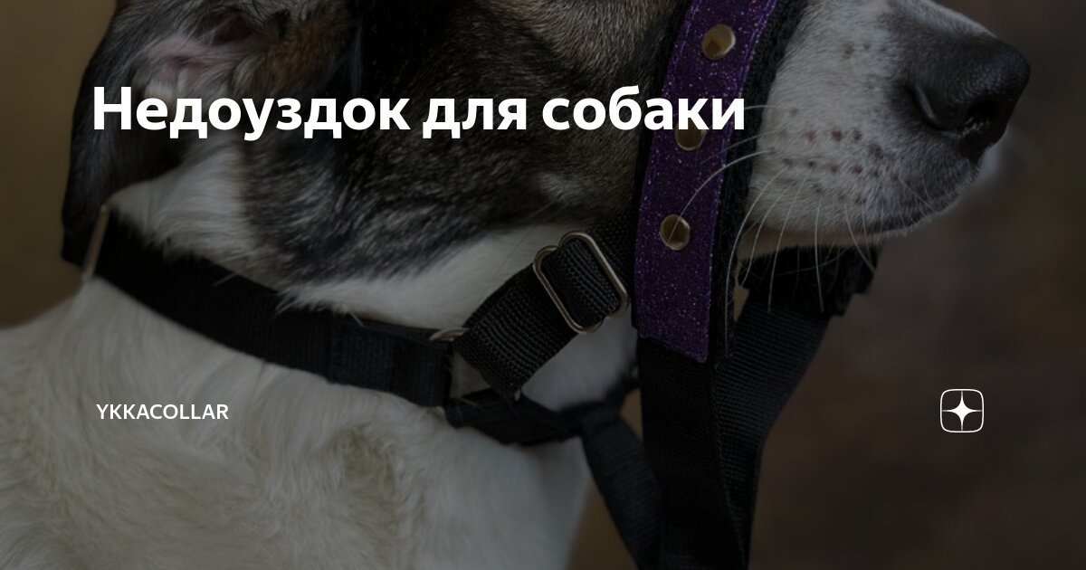 Недоуздок для собаки | YkkaCollar | Дзен
