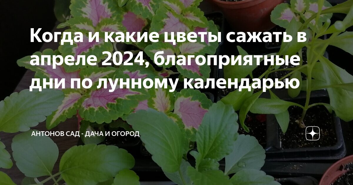 Лунный календарь для комнатных растений. Лунный календарь посадок пересадок комнатных растений. Лунный календарь пересадки комнатных растений. Лунный календарь посадки комнатных растений. Лунный календарь пересадка комнатных растений 2020.