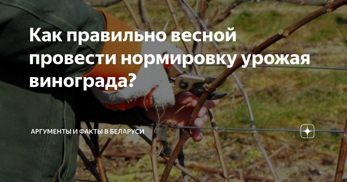 виноград весной в воде. виноградники лоза. укоренение черенков винограда весной. укоренение винограда. укоренение черенков винограда весной в воде.