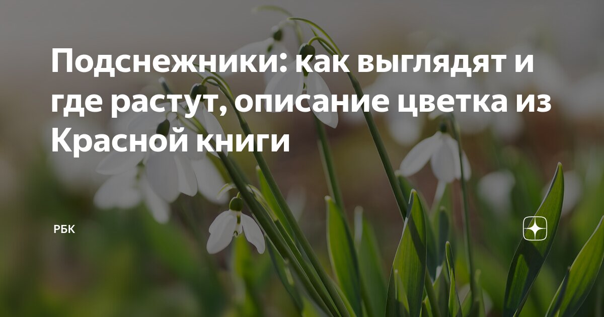 Как выглядит подснежник цветок фото и описание Snowdrops and daffodils Naturgarten, Pflanzen, Gartenpflanzen