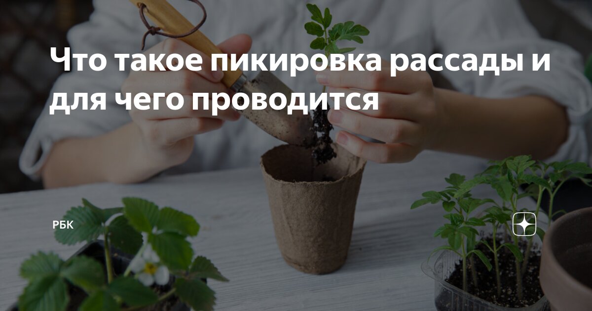 Что такое пикировка рассады и для чего проводится | РБК | Дзен