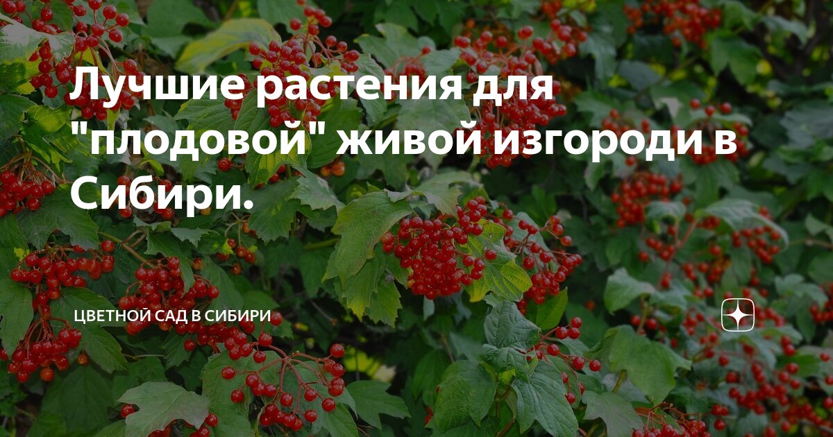 Живой забор на даче: 15 быстрорастущих растений для создания изгороди — sem-psiholog.ru