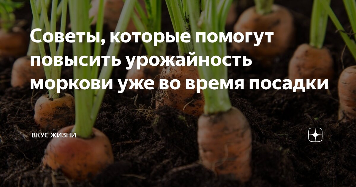 когда сажать овощи на рассаду. сроки посадки рассады. таблица сроков посева семян овощей на рассаду. сроки высадки рассады овощей в открытый грунт. сроки высадки семян на рассаду таблица.
